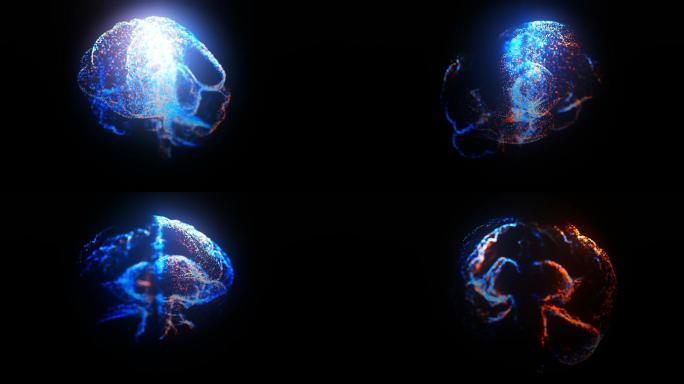 核磁共振成像扫描人类大脑与大脑模型