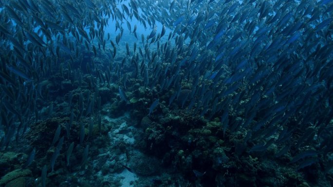 海底鱼群海洋潜水摄影唯美