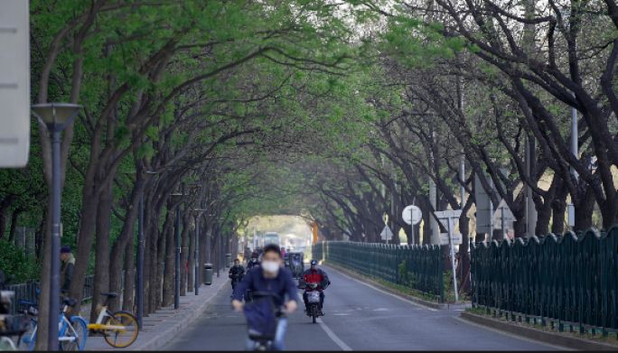 樱花下车流人流升格-2