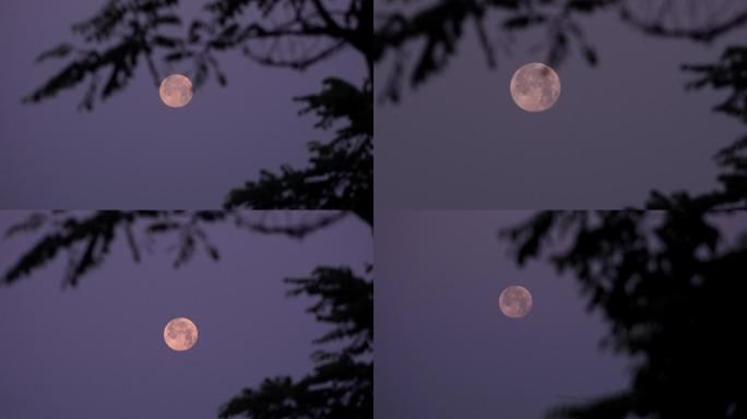 傍晚圆月十五的月亮