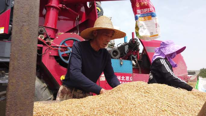 农民夏收小麦手扶拖拉机农用车联合收割机