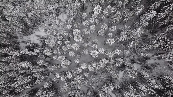 空中天桥冰雪云杉森林