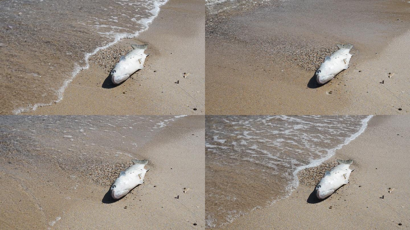 海滩上的死鱼