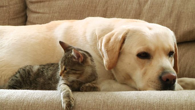 沙发上的狗和猫
