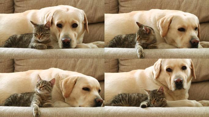 沙发上的狗和猫