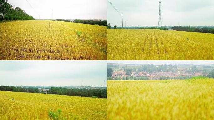 乡村振兴麦子由绿转黄麦穗成熟