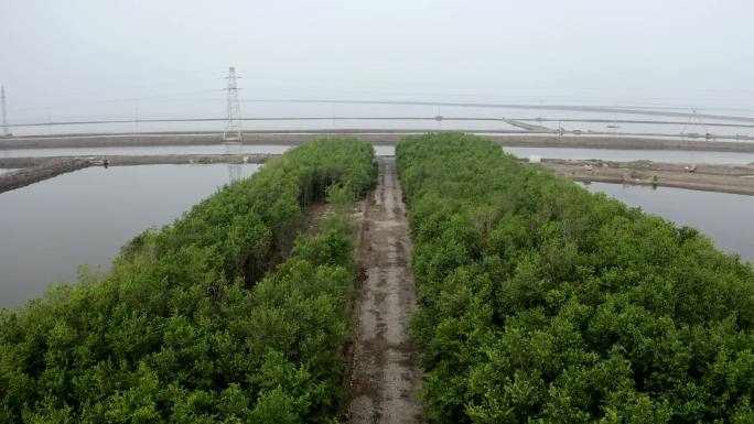 海边盐碱地治理绿化工程——航拍