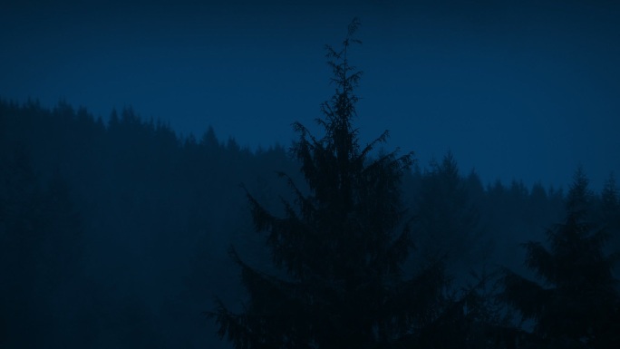 夜间雾气笼罩着树林