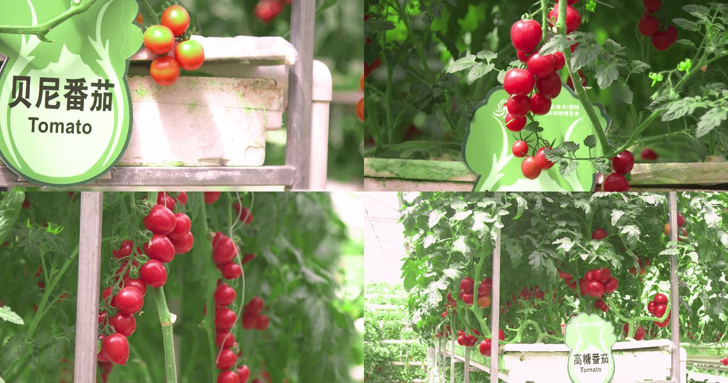 多个品种小番茄，乡村振兴