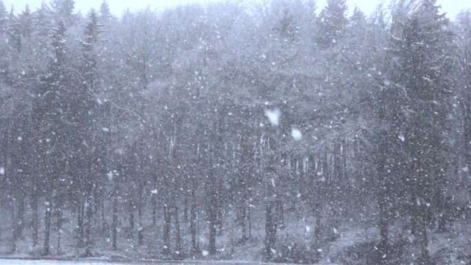 大雪纷飞的林地鹅毛大雪飘雪雪花
