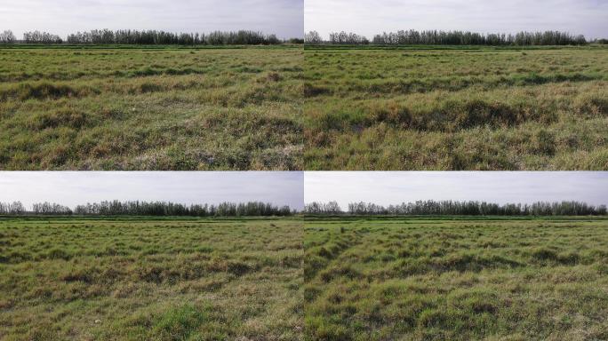 夏天乡村荒地野草