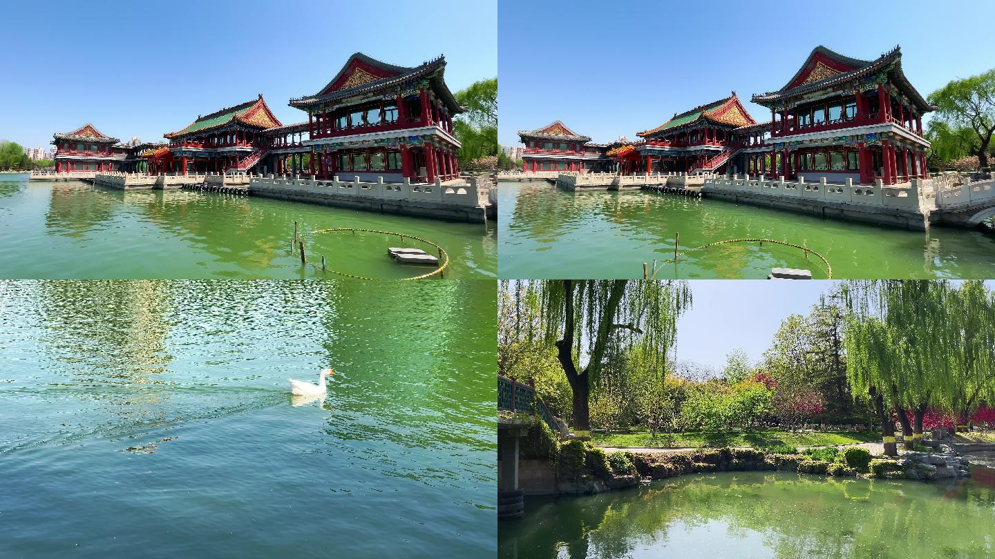原创拍摄北京龙潭公园的春天