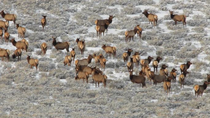 冬季麋鹿放牧黄石公园高清视频