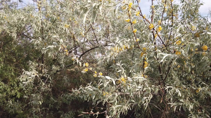 枝头沙枣花