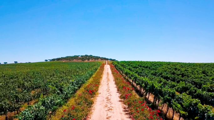 葡萄牙酒庄航拍葡萄园红酒欧洲