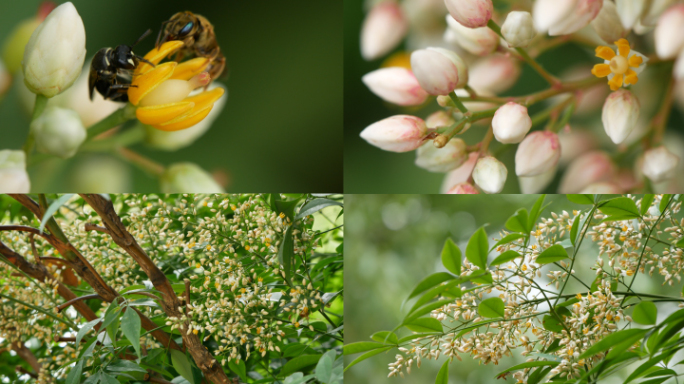 南天竹开花 蜜蜂采蜜