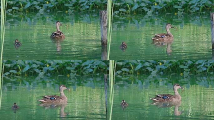 鸭子在池塘水面游泳