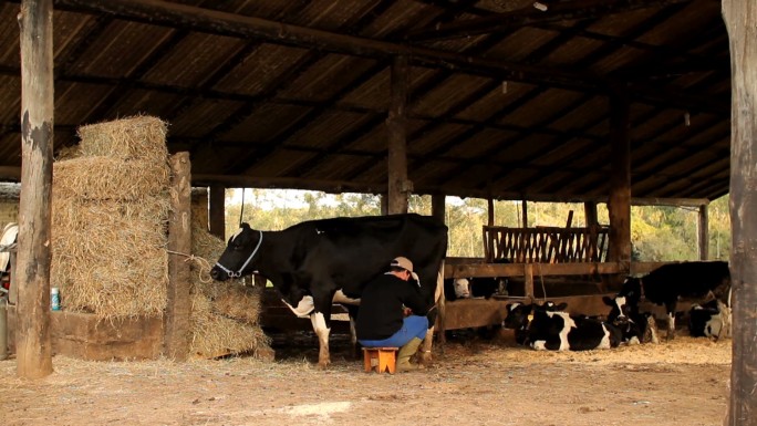 挤奶一滴牛奶下落奶粉养殖牛奶倒进杯里牧场