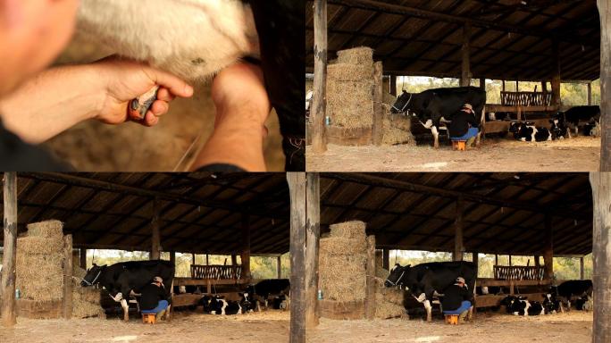 挤奶一滴牛奶下落奶粉养殖牛奶倒进杯里牧场
