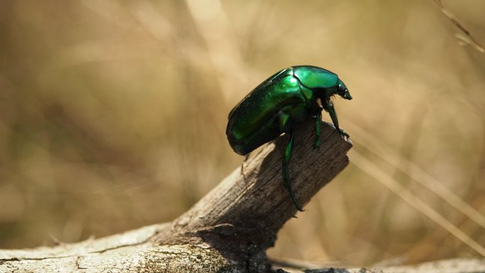 树干上的甲虫彩色甲壳虫昆虫特写