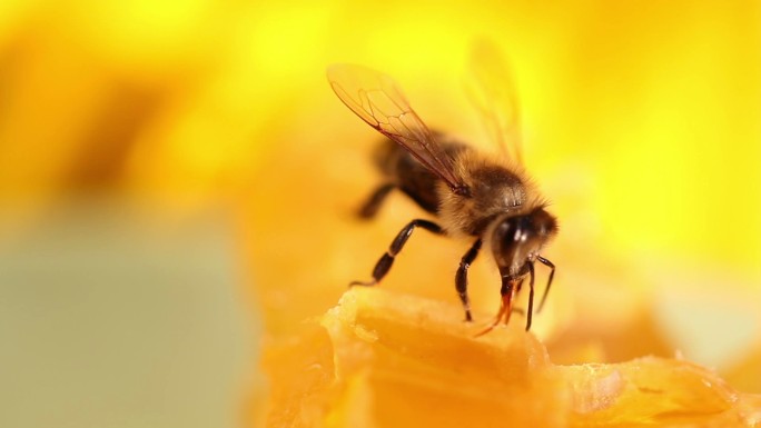 蜜蜂采蜜微距觅食科普展示