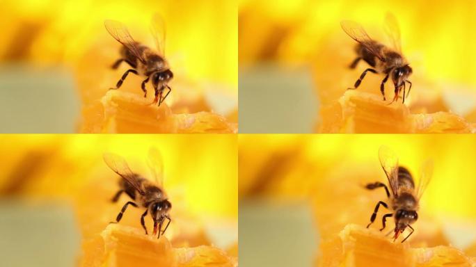 蜜蜂采蜜微距觅食科普展示