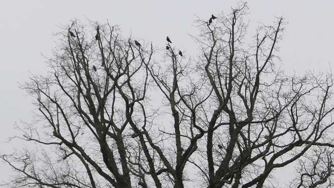 树上的乌鸦枯枝枯树树干冬季荒凉剪影黑夜来