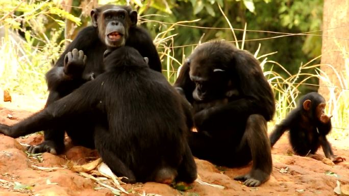 黑猩猩嬉戏可爱快乐
