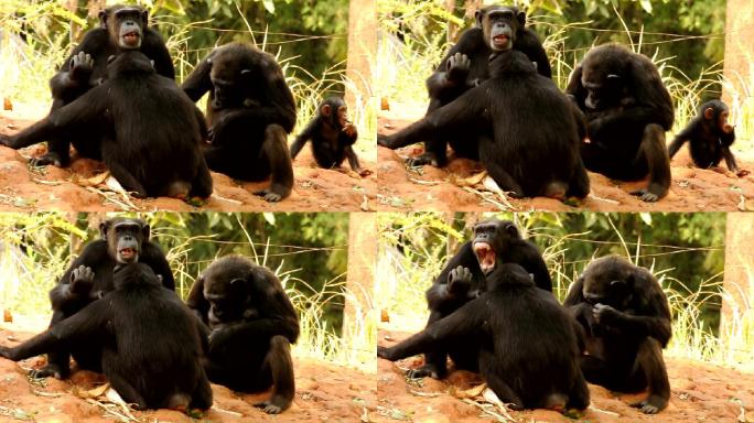 黑猩猩嬉戏可爱快乐