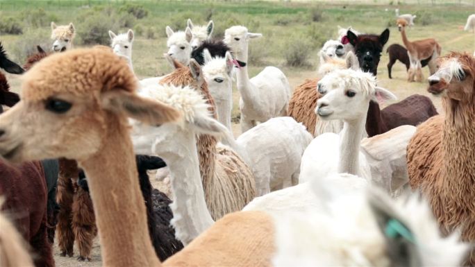 犹他州农场羊驼野生动物园养殖美国