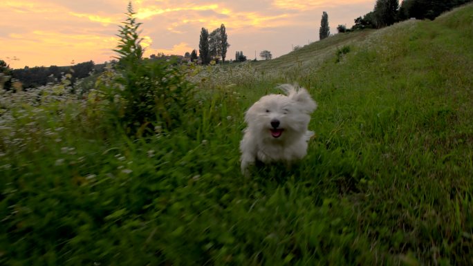 小狗在草地上奔跑野外小白狗奔跑