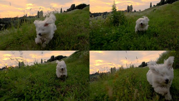 小狗在草地上奔跑野外小白狗奔跑