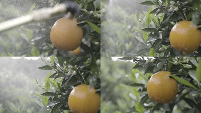 树枝橙子