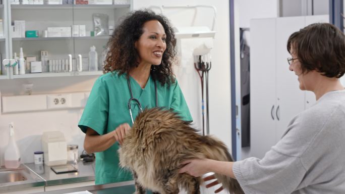 兽医给猫咪检查宠物医院宠物诊所外国兽医