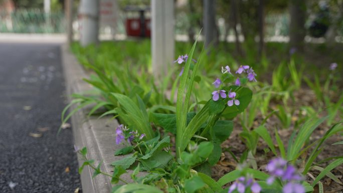 4k帧速率50春游公园桃花杨絮柳絮