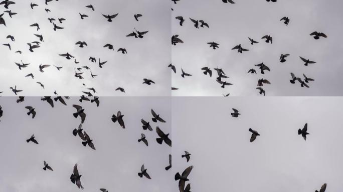 一群鸟在天空中飞翔