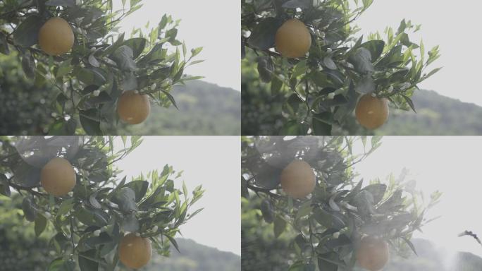 树枝橙子