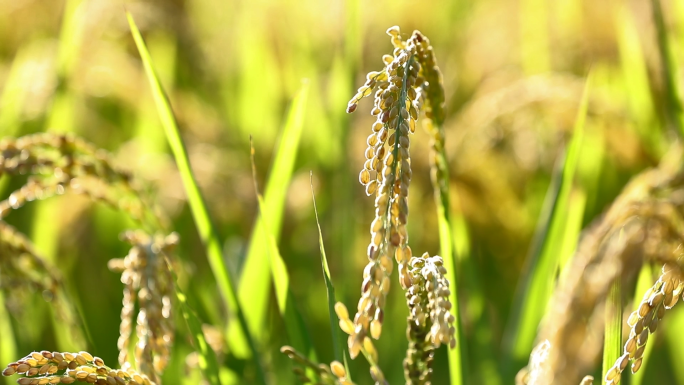 水稻从插秧到成熟