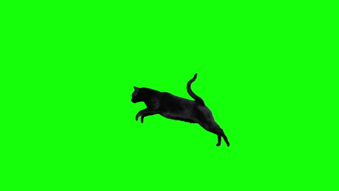 黑猫在绿幕上跳跃