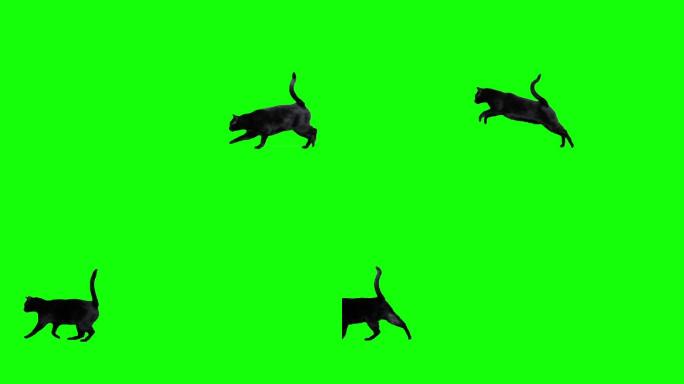 黑猫在绿幕上跳跃
