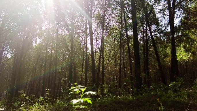 早晨阳光照进树林