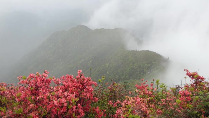 实拍原生态高山杜鹃花