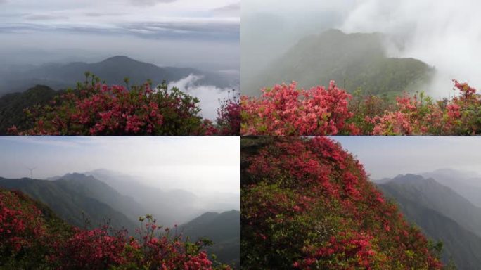 实拍原生态高山杜鹃花