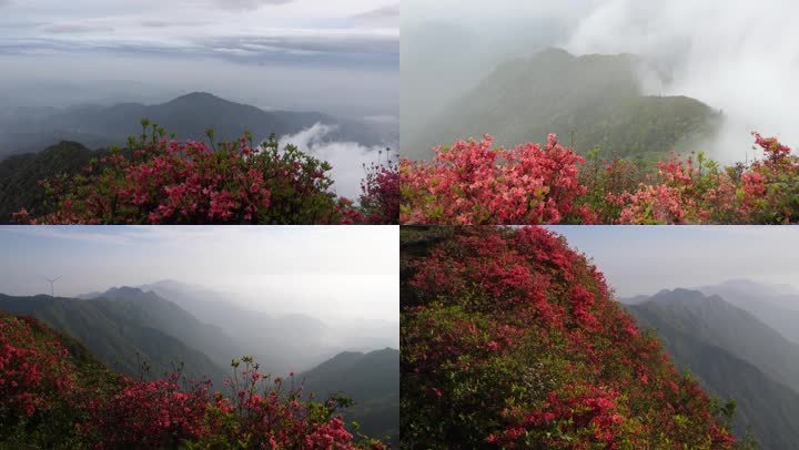 实拍原生态高山杜鹃花