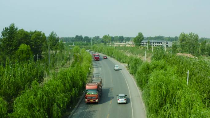 新疆杨树农村道路乡村沙漠治沙