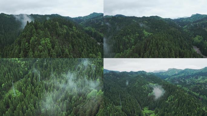 森林树木夏天云雾原始森林大自然航拍