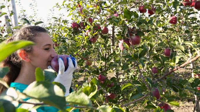 女人在花园里摘苹果