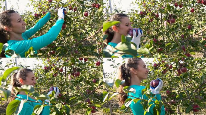女人在花园里摘苹果