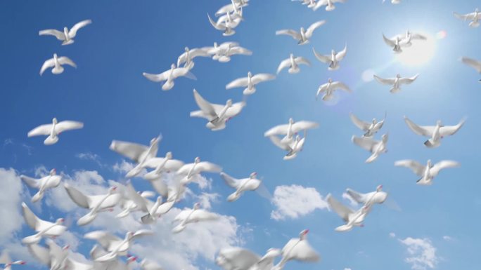 蓝天白云一群鸽子起飞满天和平鸽飞翔