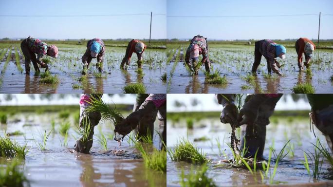 插秧水稻种植育苗